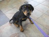 Andy - ADOPTED 06.16.10