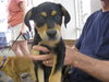 Andy - ADOPTED 06.16.10