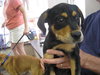 Andy - ADOPTED 06.16.10