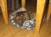 P litter-Amber-ADOPTED