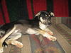 P litter-Annabelle-ADOPTED