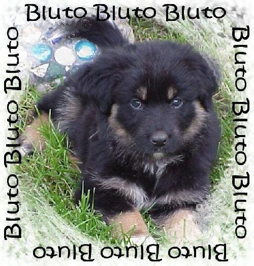 O litter-Bluto-Adopted