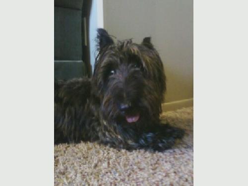 Scotty-Adopted