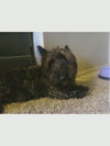 Scotty-Adopted