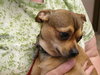 Freddie-ADOPTED