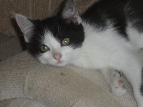 Maui - ADOPTED 11.27.10