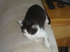 Maui - ADOPTED 11.27.10