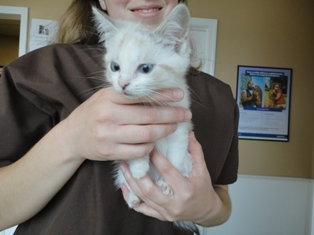 Hula-Adopted