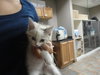 Hula-Adopted