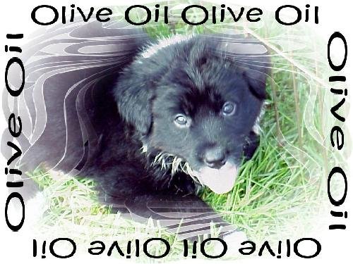 O litter-Olive Oil-ADOPTED