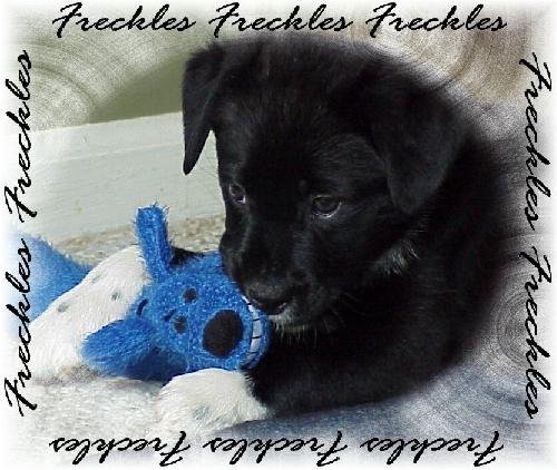 O litter-Freckles-Adopted