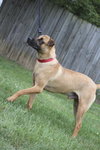 Spencer AKA Gordy - ADOPTED 11.03.10