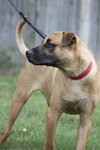Spencer AKA Gordy - ADOPTED 11.03.10