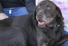 Mocha - ADOPTED 01.04.11