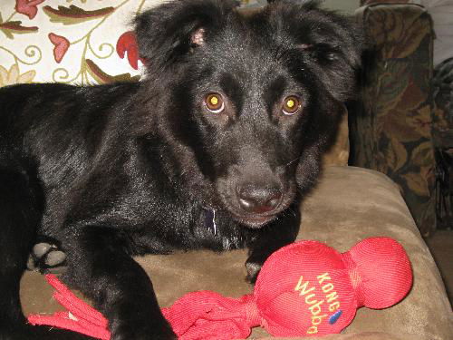 Topper - ADOPTED 08.29.10