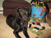 Topper - ADOPTED 08.29.10