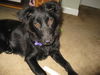 Topper - ADOPTED 08.29.10
