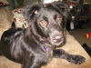 Topper - ADOPTED 08.29.10
