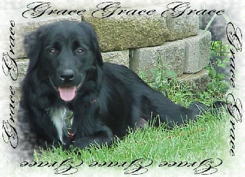 Grace the Flat coat-ADOPTED