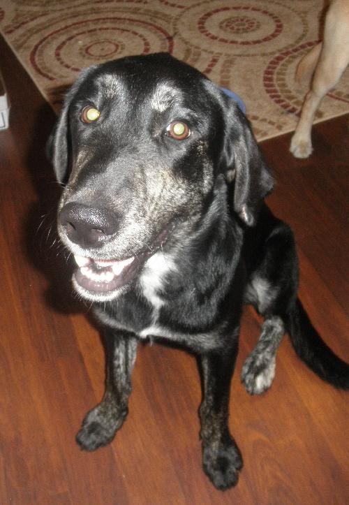 Noah-ADOPTED
