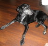 Noah-ADOPTED