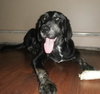 Noah-ADOPTED