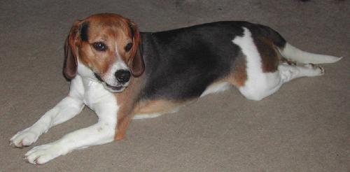 Skipper-Adopted