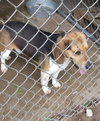 Skipper-Adopted