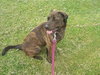 Mona Lisa - ADOPTED 09.30.11