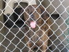 Mona Lisa - ADOPTED 09.30.11