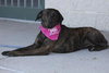 Mona Lisa - ADOPTED 09.30.11