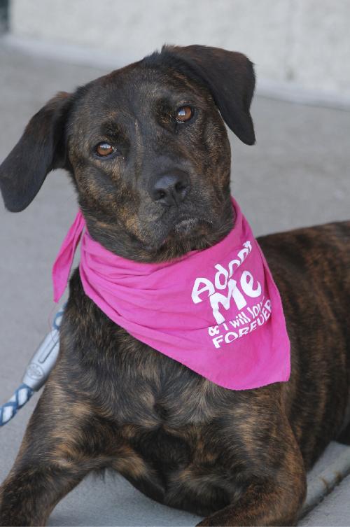 Mona Lisa - ADOPTED 09.30.11