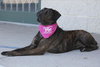 Mona Lisa - ADOPTED 09.30.11