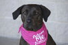 Mona Lisa - ADOPTED 09.30.11
