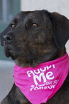 Mona Lisa - ADOPTED 09.30.11