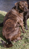 Mona Lisa - ADOPTED 09.30.11