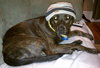 Mona Lisa - ADOPTED 09.30.11