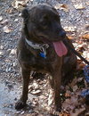 Mona Lisa - ADOPTED 09.30.11