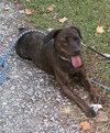 Mona Lisa - ADOPTED 09.30.11