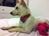 Baloo-ADOPTED