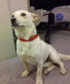 Baloo-ADOPTED