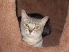 Barn Cat Annie-$25-ADOPTED