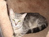 Barn Cat Annie-$25-ADOPTED