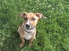 Rollo-PENDING