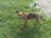 Rollo-PENDING