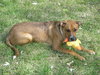 Rollo-PENDING