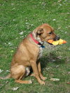 Rollo-PENDING
