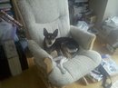Mary Ann - Adopted