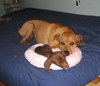 Kwik - ADOPTED 08.05.10
