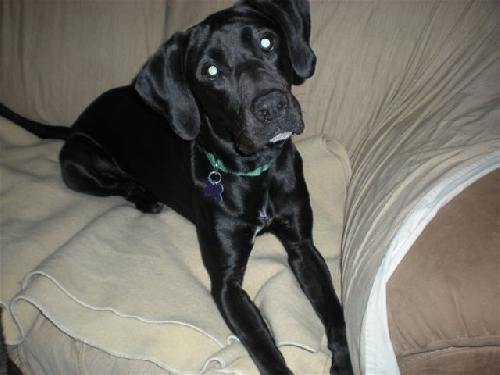 Rose - ADOPTED